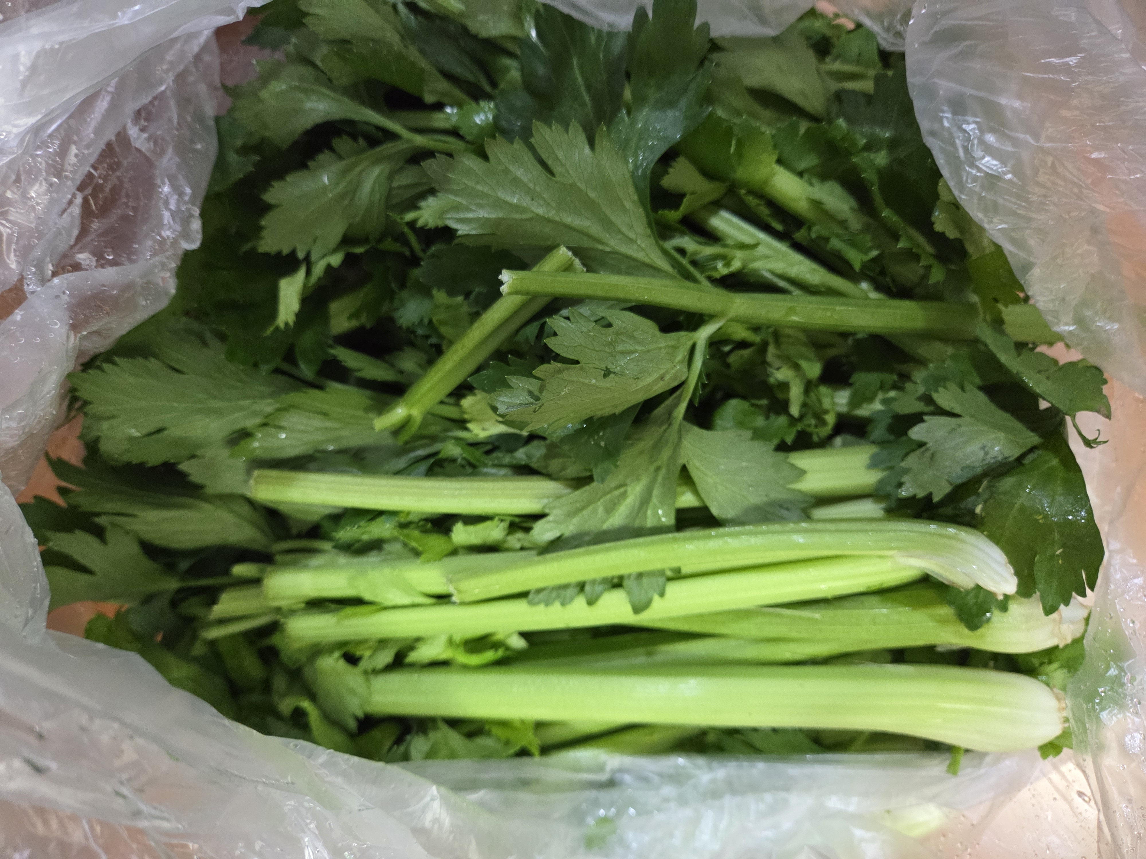 무농약 샐러리  3kg
