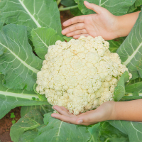 제주산 콜리플라워  4kg